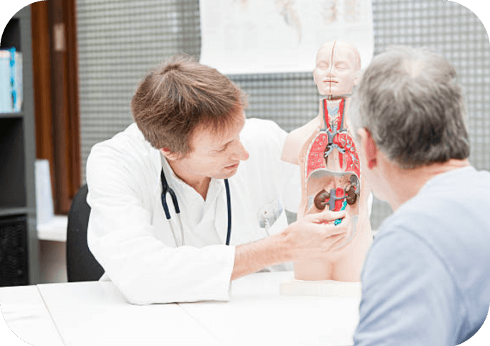 Nephrology-Doctor-explains-kidney-model